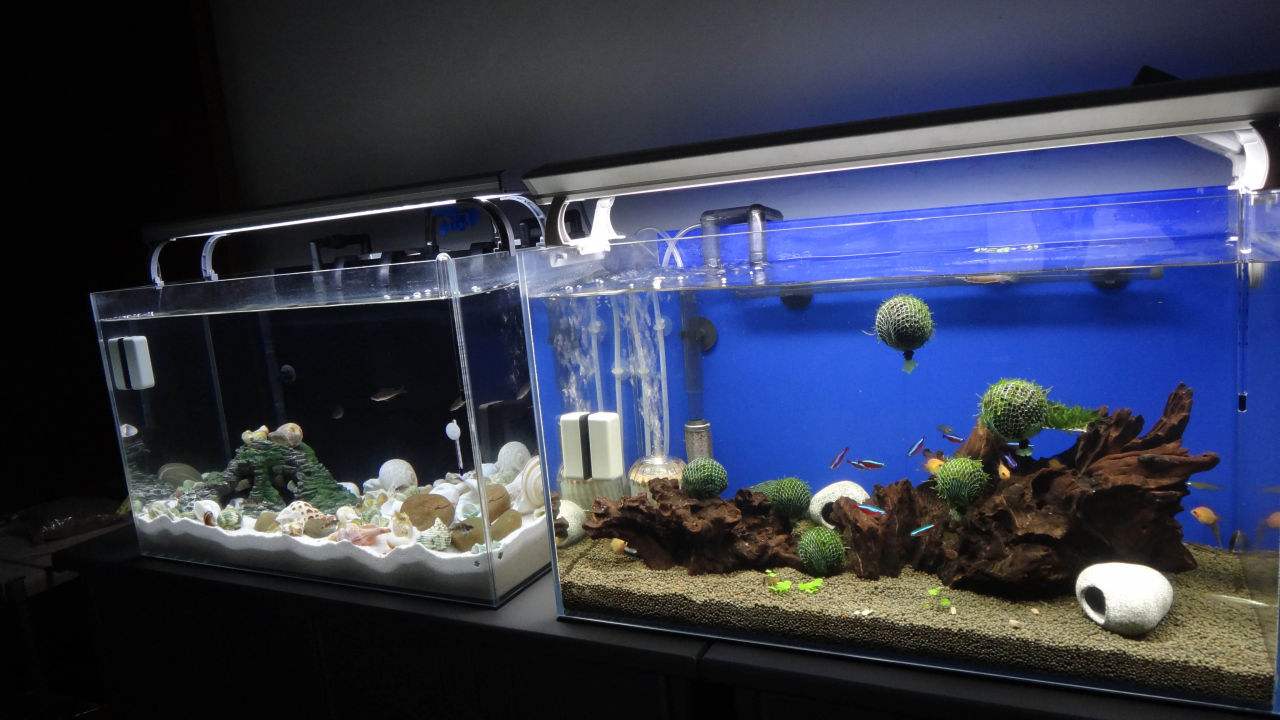 魚缸水(shui)泵如何(hé)保養